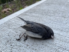 Junco hyemalis