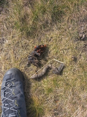 Canis lupus italicus