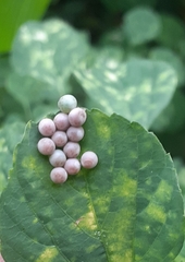 Tessaratoma papillosa