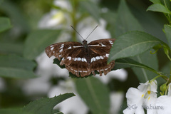 Limenitis helmanni