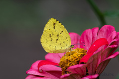 Eurema mandarina