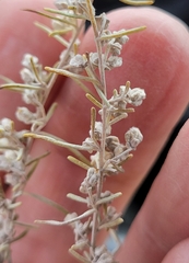 Artemisia filifolia