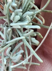 Artemisia filifolia