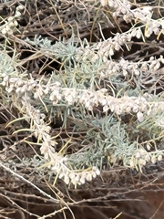 Artemisia filifolia