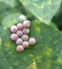 Tessaratoma papillosa