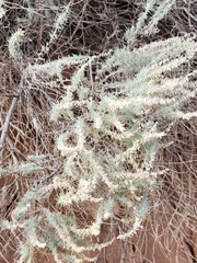 Artemisia filifolia