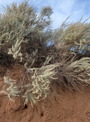 Artemisia filifolia