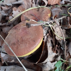 Xerocomus subtomentosus