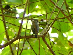 Ficedula superciliaris