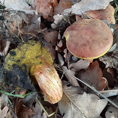 Xerocomus subtomentosus