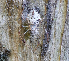 Herennia multipuncta