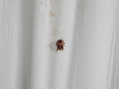 Araneus sturmi