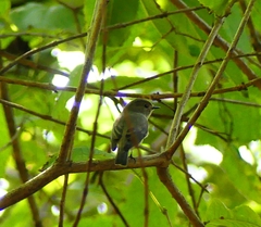 Ficedula superciliaris