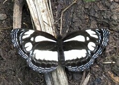 Neptis