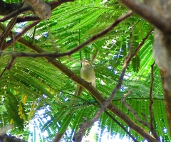 Phylloscopidae