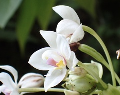 Spathoglottis