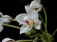 Spathoglottis