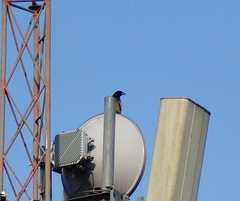 Dendrocitta vagabunda