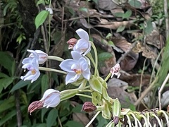 Spathoglottis