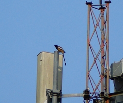 Dendrocitta vagabunda
