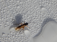 Apethymus filiformis