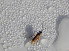 Apethymus filiformis