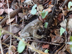 Bufotes viridis sitibundus