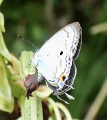 Hypolycaena xenia