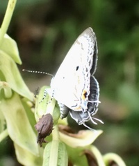 Hypolycaena xenia