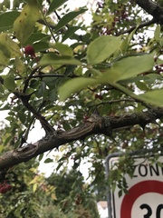 Zanthoxylum piperitum