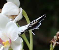 Hypolycaena xenia