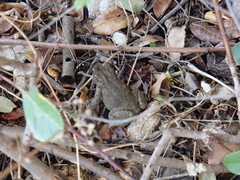 Bufotes viridis sitibundus