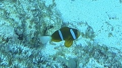 Amphiprion akindynos