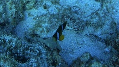 Amphiprion akindynos
