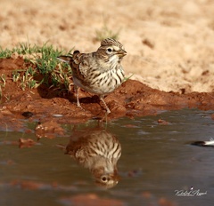 Alaudala rufescens