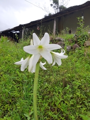 Zephyranthes atamasco