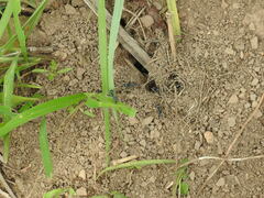 Polyrhachis schistacea