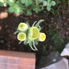 Erigeron primulifolius