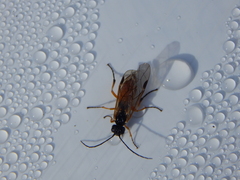 Apethymus filiformis