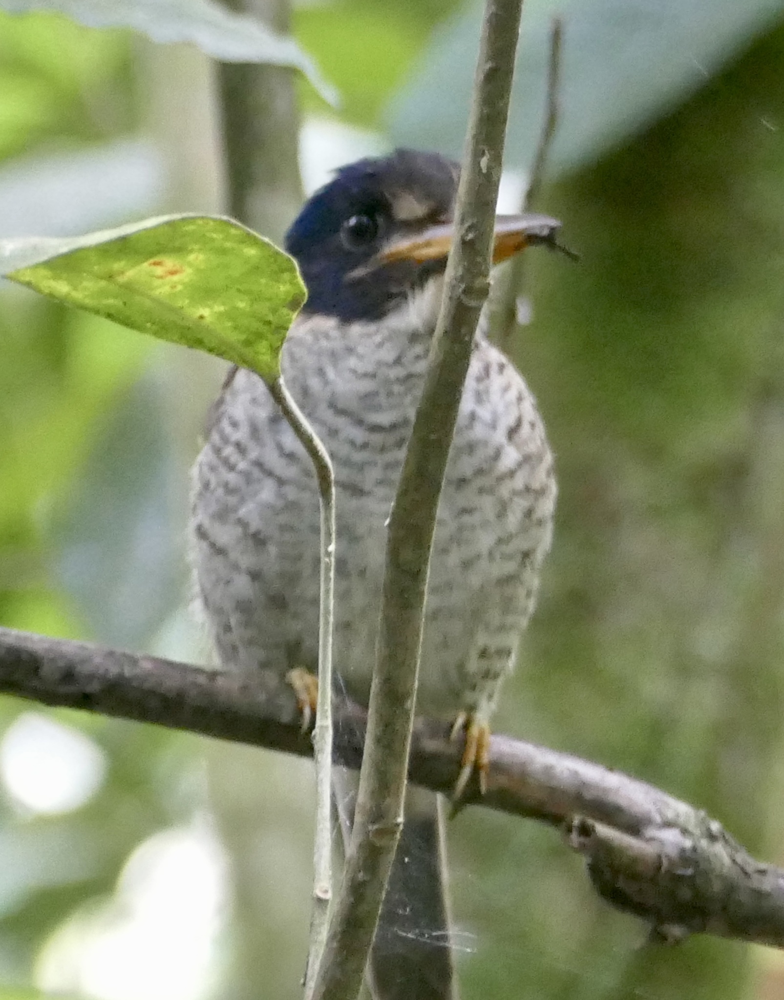 Scaly-breasted Kingfisher (Actenoides princeps), photo 9