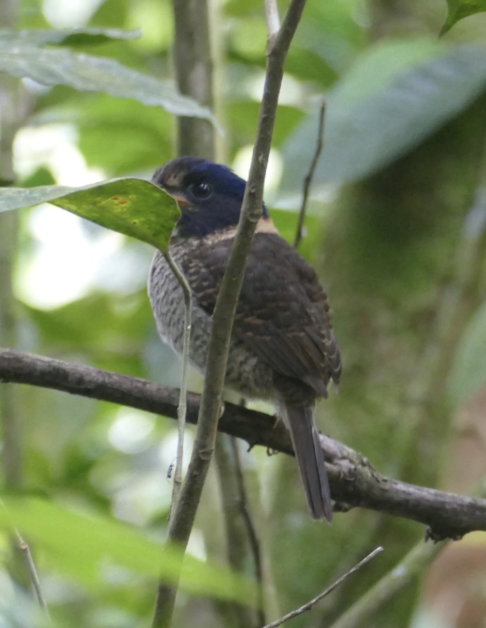 Scaly-breasted Kingfisher (Actenoides princeps), photo 10