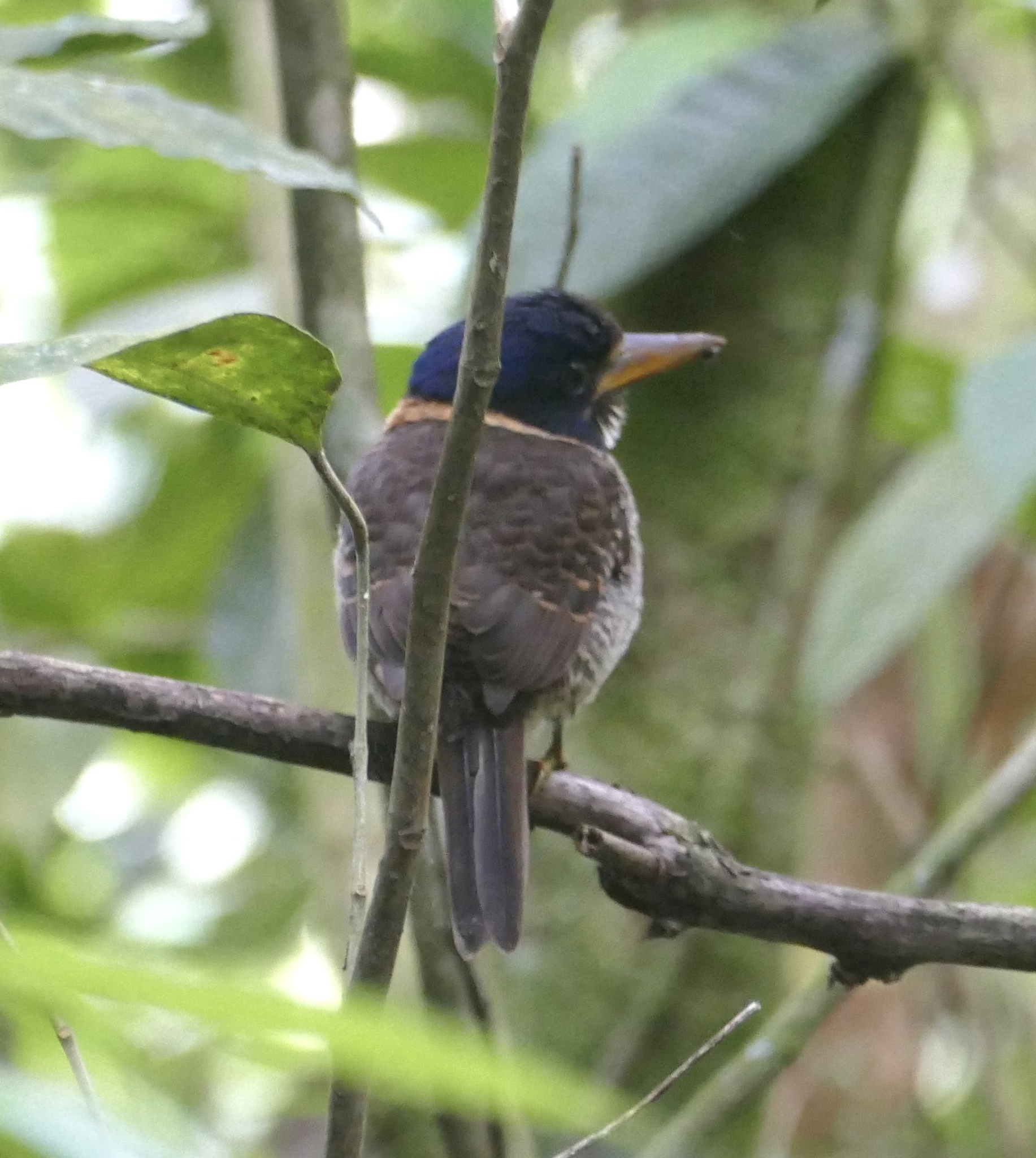 Scaly-breasted Kingfisher (Actenoides princeps), photo 8