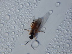 Apethymus filiformis