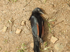 Onychognathus morio morio