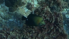 Zebrasoma scopas