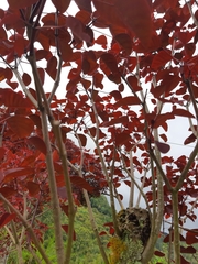 Euphorbia cotinifolia