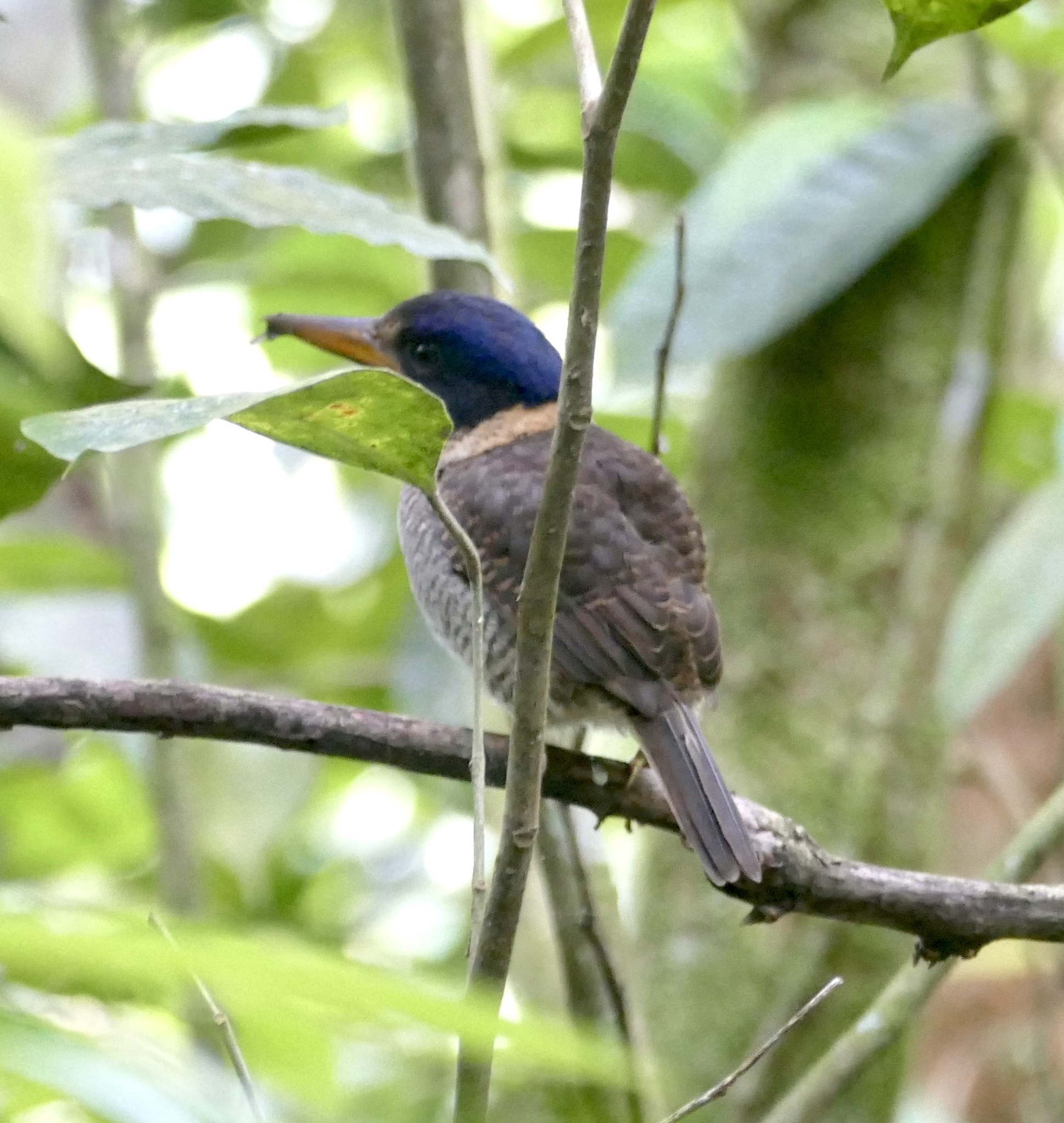 Scaly-breasted Kingfisher (Actenoides princeps), photo 7