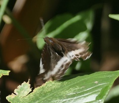 Lexias aeetes