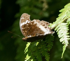 Lexias aeetes