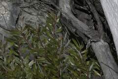 Leucadendron meridianum